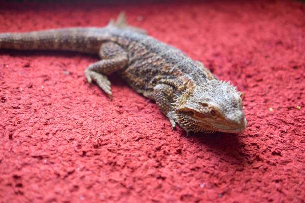 istock Bearded dragon on red background, close up 847737278