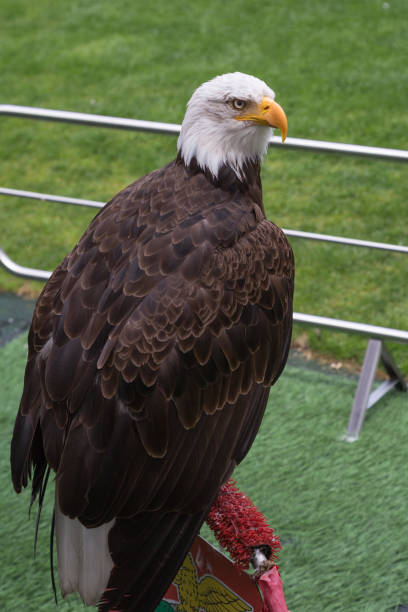 Portrait of an American Bald Eagle inside Soccer Stadium Portrait of an American Bald Eagle inside Soccer Stadium northern curly tailed lizard leiocephalus carinatus stock pictures, royalty-free photos & images