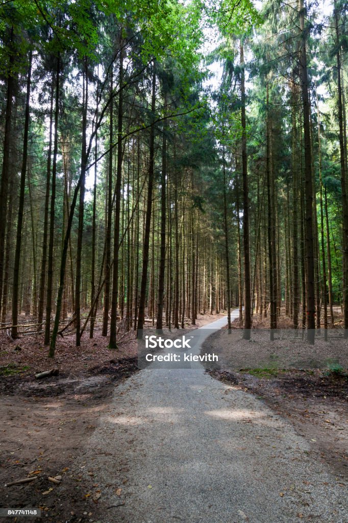 Asphalted path in the woods Asphalted path in the woods on the Veluwe in the Netherlands Bicycle Lane Stock Photo