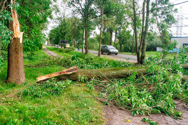 istock tree broken by a storm lies on the road 847741342