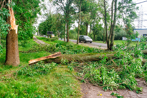 tree broken by a storm lies on the road