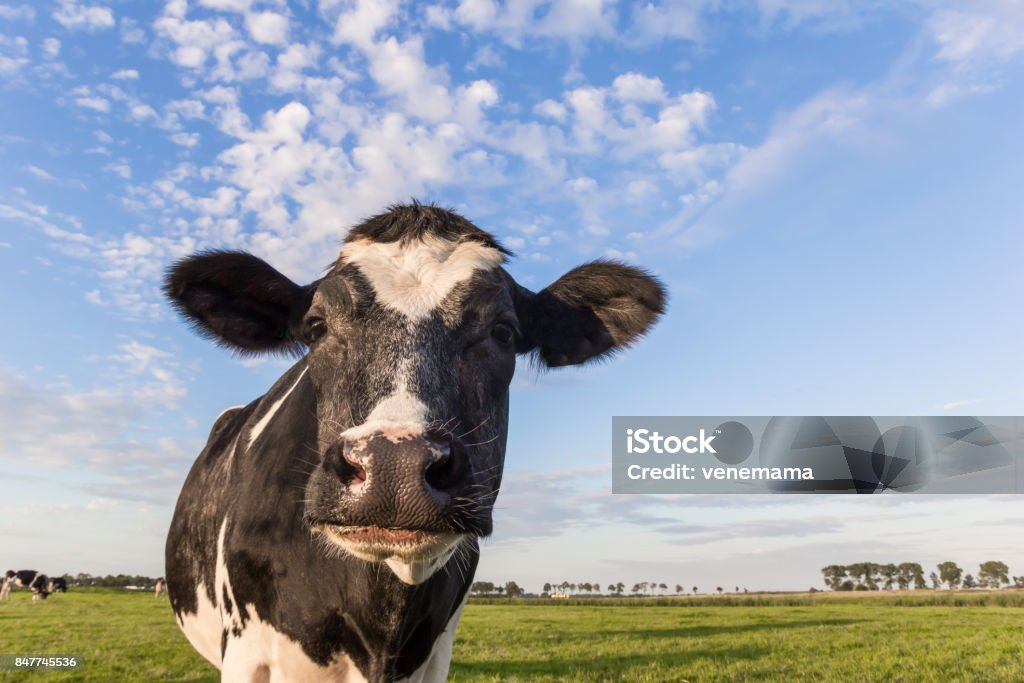 Close up of a dutch black and white cow in Holland Cow Stock Photo