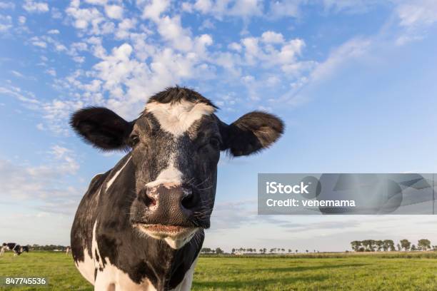 Close Up Of A Dutch Black And White Cow In Holland Stock Photo - Download Image Now - Cow, Sky, Close-up