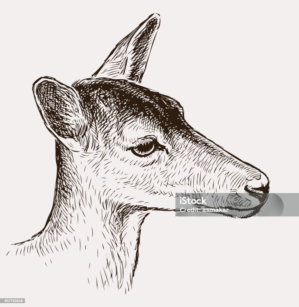 Tête d'un cerf Jeune - clipart vectoriel de Chevreuil libre de droits