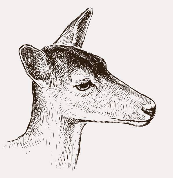 bildbanksillustrationer, clip art samt tecknat material och ikoner med huvudet av en ung hjort - rådjur illustrationer