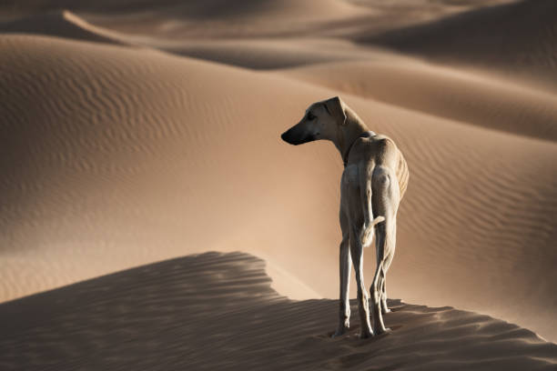 A Sloughi (Arabian greyhound) in the desert of Morocco. stock photo