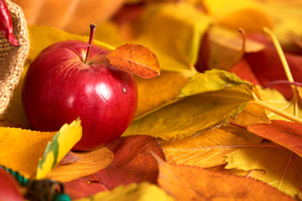 Apple closeup on fallen leaves background, autumn season