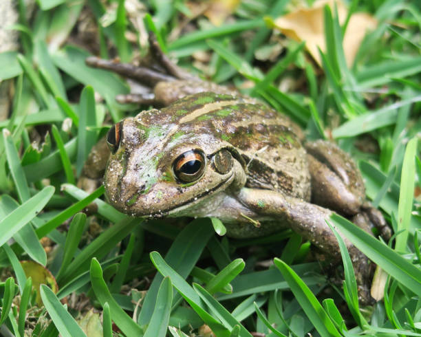 istock Australian motorbike frog 847760276