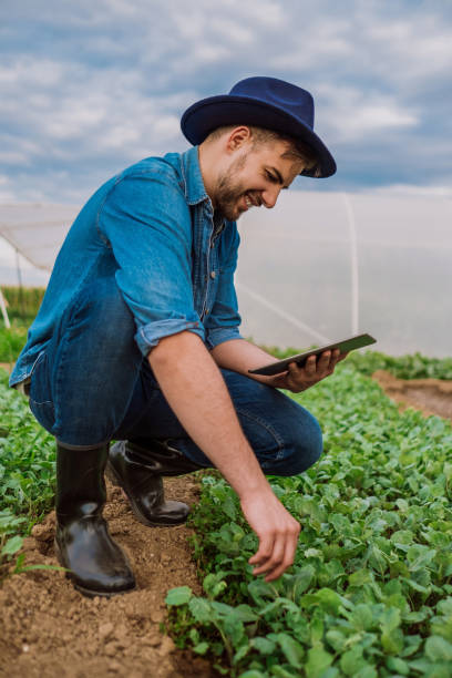 istock Agronomist examining crops before planting 847763716