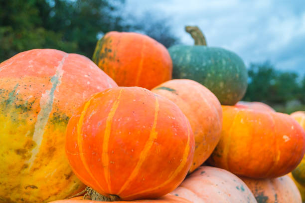 istock Pumpkins from the garden, outdoors. 847764040