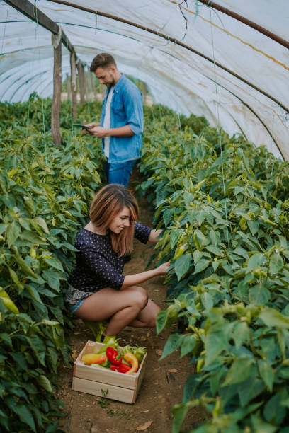istock Gardener couple running small business 847767314