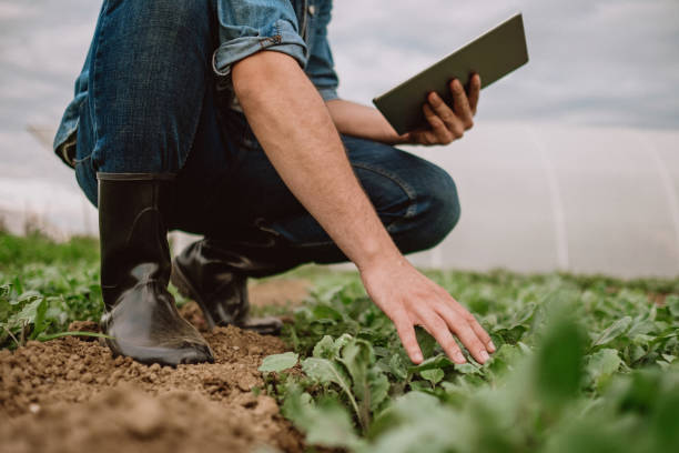 Farmer examinig spinach growth status with digital tablet