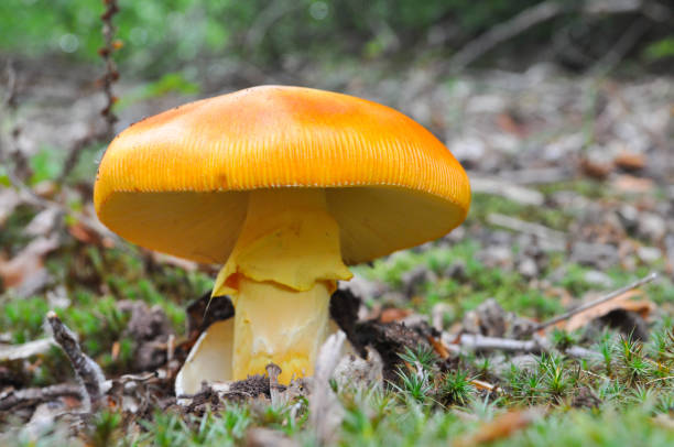 Caesar's mushroom (Amanita caesarea) grows in moss in the forest. Most delicious mushroom in the world amanita caesarea stock pictures, royalty-free photos & images