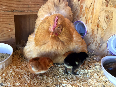 An Buff Orpington hen with a couple week-old chicks.  Shot with an iPhone 6.



