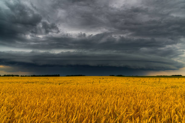 istock Round storm cloud over a wheat field. Russia 847771264