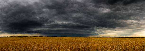 istock Round storm cloud over a wheat fieldin Russia. Panorama 847771646