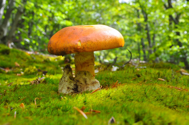 Caesar's mushroom (Amanita caesarea) grows in moss in the forest. Most delicious mushroom in the world amanita caesarea stock pictures, royalty-free photos & images