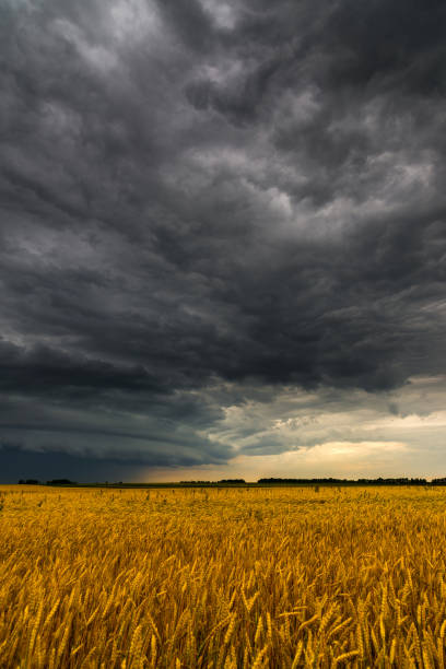 istock Black storm cloud above the wheat field 847774218