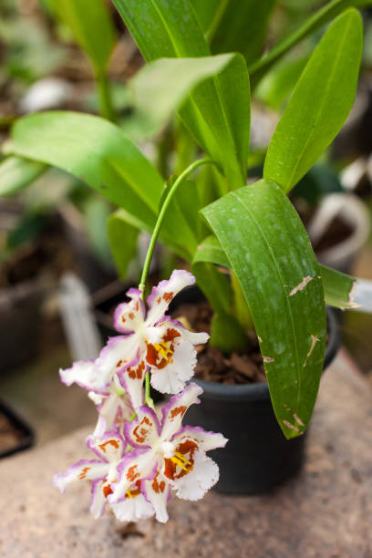 istock Close up of Dancing Lady orchid (Oncidium Varicosum, Oncidium Goldiana) 847774258
