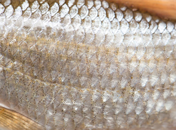 istock background of fish scales. macro 847774780
