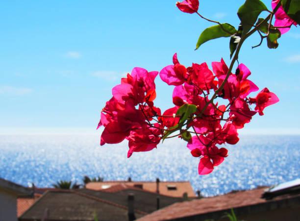 istock Bouganville by the Sea 847775250