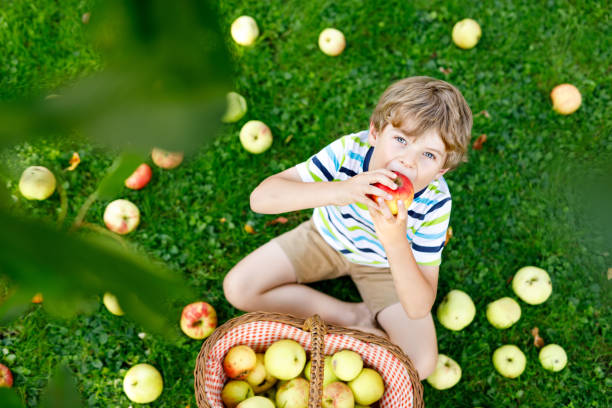 bambino che raccoglie mele rosse in fattoria autunno - orchard child crop little boys foto e immagini stock