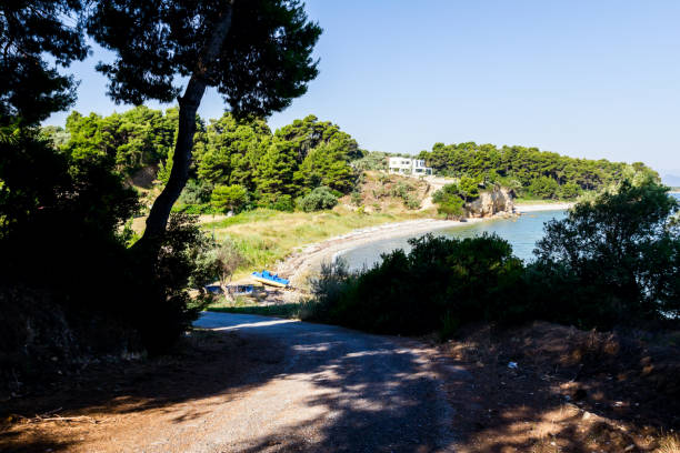 istock Asphalt going trough green vegetation, pine tree 847775538