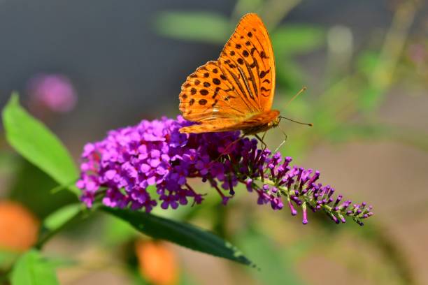 mariposa y buddleja/butterfly bush - argynnis fotografías e imágenes de stock