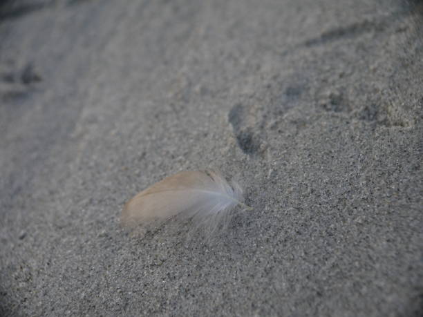 istock Feather next to Footprint at the beach 847786056