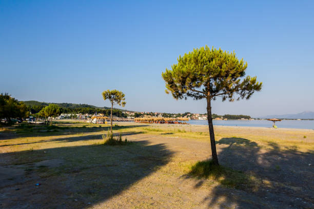 Young tree made morning shadow on a sandy beach Young tree at morning sun in front of public beach, next to the coastline. thatched roof hut straw grass hut stock pictures, royalty-free photos & images