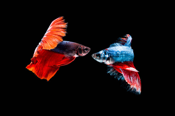 istock Betta fish, siamese fighting fish, betta splendens (Fullmoon betta )on black background 847794508
