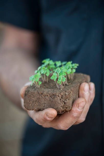 istock Shoot plants on a lump of soil 847795028