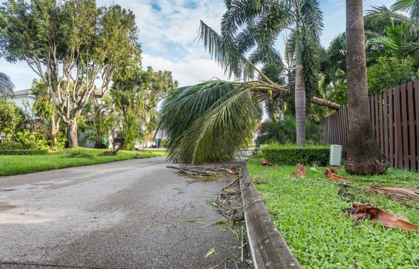 Hurricane destruction Fallen trees and dirt after hurricane passed by the city. fallen tree photos stock pictures, royalty-free photos & images