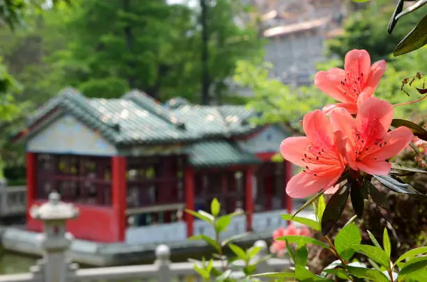 attractive, background, beautiful, beauty, blooming, blossom, bridge, bright, china, chinese, closeup, color, culture, flora, floral, garden, green, lake, landscape, natural, nature, nobody, park, pavilion, pink, red, rhododendron, scenery, season, spring, summer, taiwan, traditional, water