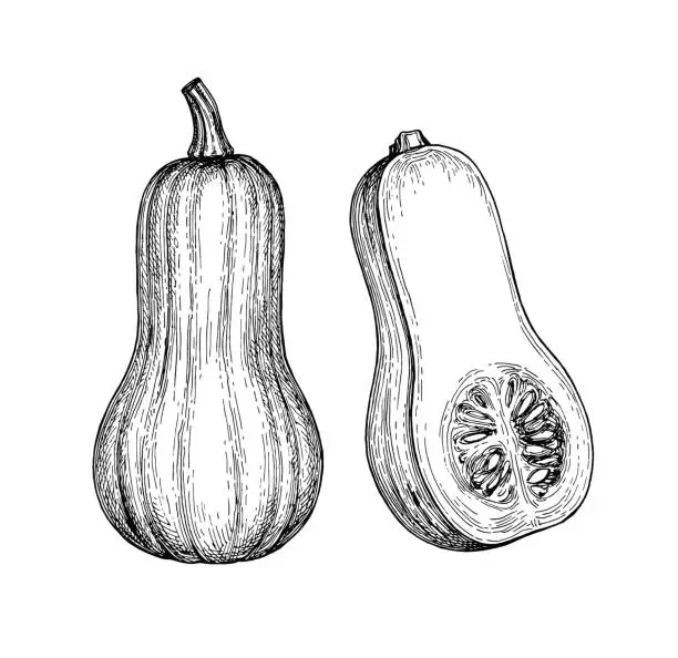 Vector illustration of Ink sketch of butternut squash