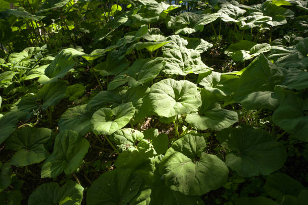 plantes butterbur. - leidschendam photos et images de collection