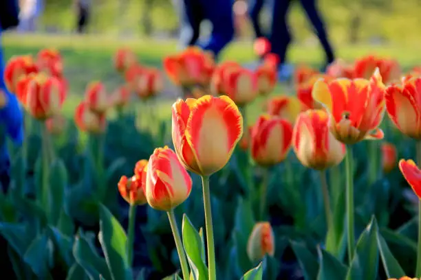 Unselected focus sweet orange tulip garden in fine sunny day