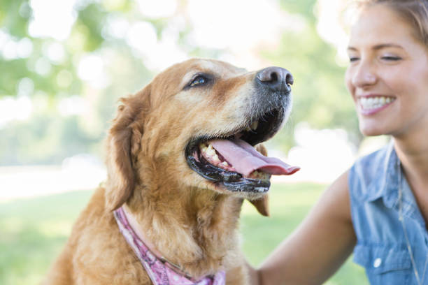 istock Happy dog with his owner in the park 847808196