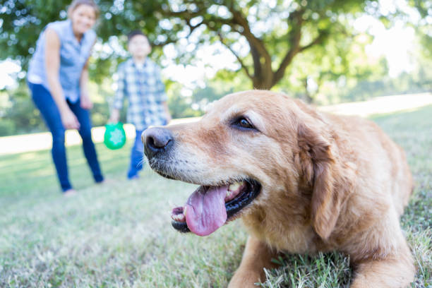 istock Tired dog rests after playing in the park 847808212