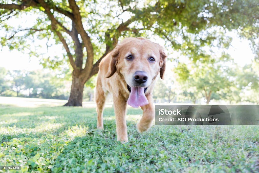 Happy dog runs in the park Happy mature dog explores  while running in a park. Panting Stock Photo