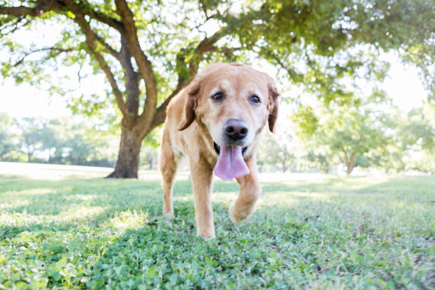 Happy dog runs in the park Happy mature dog explores  while running in a park. panting photos stock pictures, royalty-free photos & images