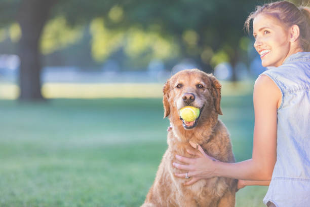 istock Adorable dog is ready to play 847808224