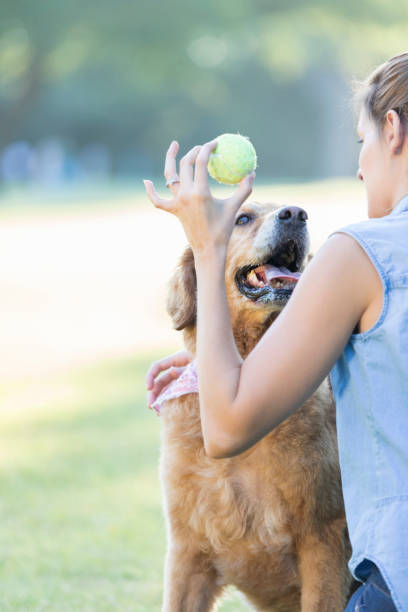 istock Attentive dog waits to fetch a ball 847808262
