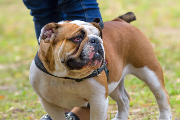 istock English Bulldog Close-up 847811430