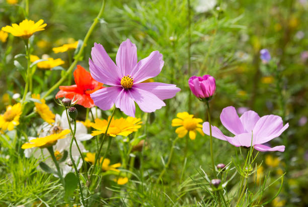 piękne kwiaty rosnące na łące - poppy field sky sun zdjęcia i obrazy z banku zdjęć