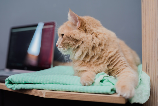 Beautiful Maine Coon cat loves technology