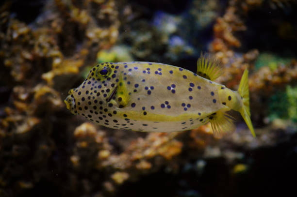 Box fish Box fish swimming in a tank fish lips stock pictures, royalty-free photos & images