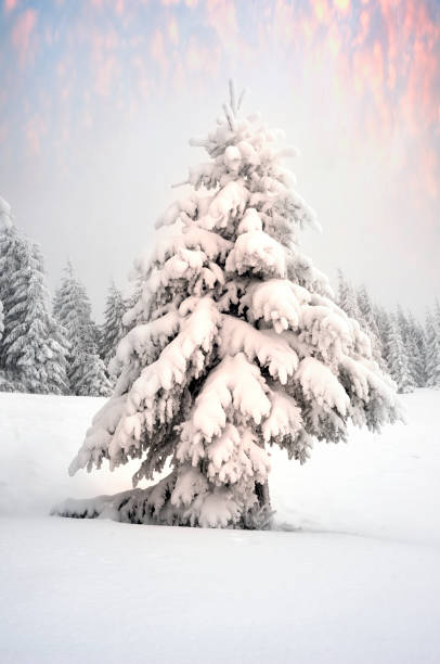 istock Forest after a storm in the Carpathians 847815538