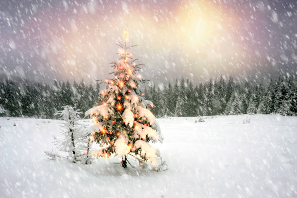 istock Forest after a storm in the Carpathians 847818162