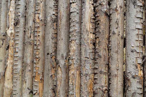 istock Wall Made Of Round Spruce Trunks Logs Background 847818416
